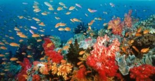 Un'immagine della barriera corallina dal film Oceani 3D