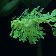 Un'immagine della flora marina dal film Oceani 3D