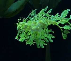 Un'immagine della flora marina dal film Oceani 3D