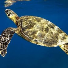 Un'immagine della tartaruga marina dal film Oceani 3D