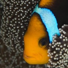 Un'immagine straordinaria dal film Oceani 3D