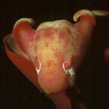 Un'immagine tratta dal film Oceani 3D