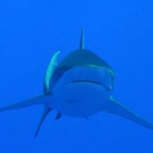 Una creatura pericolosa dal film Oceani 3D