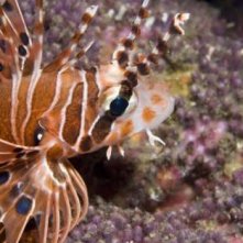 Una creatura straordinaria dal film Oceani 3D