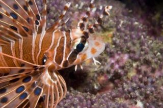 Una creatura straordinaria dal film Oceani 3D