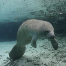 Una foca nel film Oceani 3D