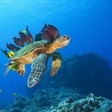 Una generosa tartaruga marina nel film Oceani 3D