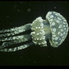 Una misteriosa medusa dal film Oceani 3D