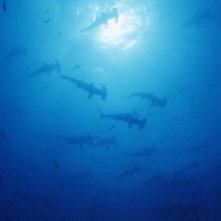Una sequenza del film Oceani 3D