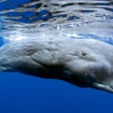 Uno dei personaggi del film Oceani 3D