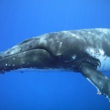 Uno dei protagonisti del film Oceani 3D