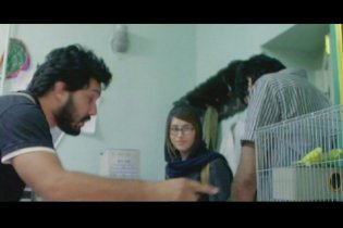 I gatti persiani - Clip 1