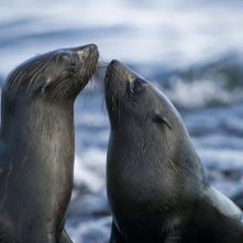 Anche le foche amano nel film Oceans