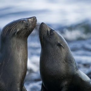 Anche le foche amano nel film Oceans