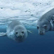 Anche le foche guardano in telecamera nel film Oceans