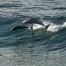 I delfini ballano tra le onde in Oceans