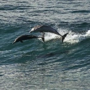 I delfini ballano tra le onde in Oceans