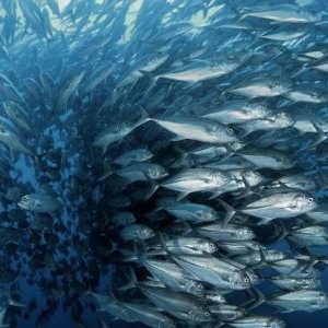 Migliaia di pesci azzurri affollano i mari di Oceans