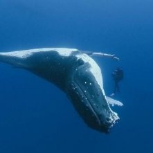 Un'immagine del contatto tra uomo e natura in Oceans