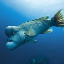 Un'immagine del film Oceans