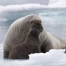 Una coppia di trichechi dal film Oceans