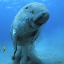 Una creatura marina di Oceans