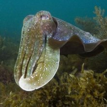 Una creatura sorprendente dal film Oceans