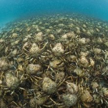 Una numerosa distesa di granchi dal film Oceans