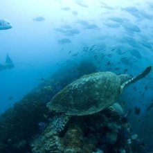 Una scena del film Oceans