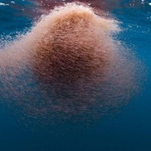 Una straordinaria immagine da Oceans