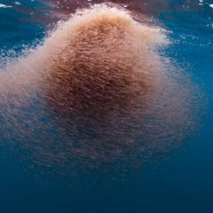 Una straordinaria immagine da Oceans