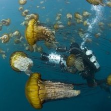 Una suggestiva immagine da Oceans