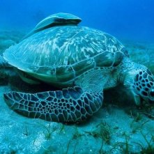 Una tartaruga marina ritratta nel film Oceans