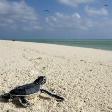 Una tartaruga marina scruta l'orizzonte nel film Oceans