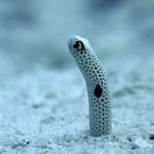 Uno dei bizzarri esseri che popolano l'oceano in Oceans