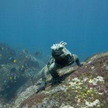 Uno dei protagonisti del film Oceans