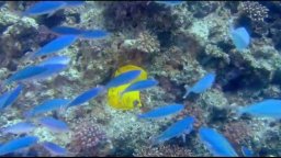 Oceani 3D - Trailer Italiano