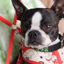 Un'immagine della commedia Piacere, sono un po' incinta