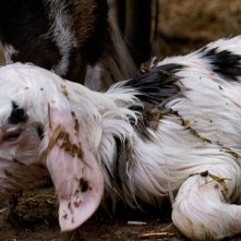 Un'immagine del capretto del film Le quattro volte
