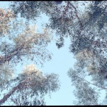 Una splendida immagine tratta dal film Le quattro volte