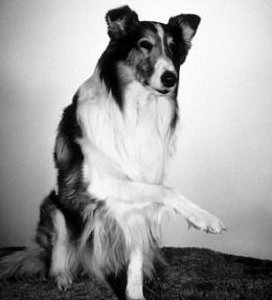 Lassie in una foto promozionale della serie.