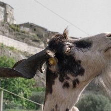Capretti al sole nel film Le quattro volte