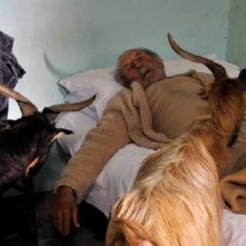 Il pastore con le sue amiche capre nel film Le quattro volte