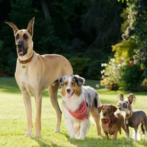 Sansone e i suoi amici a quattro zampe nel film Sansone