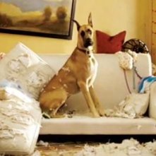 Sansone, il cane più pasticcione del cinema nel film Sansone