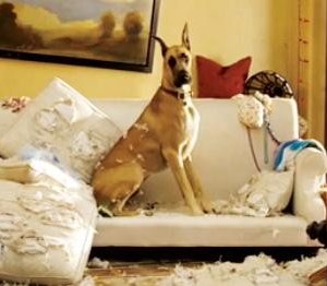 Sansone, il cane più pasticcione del cinema nel film Sansone