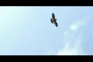 Rango - Trailer