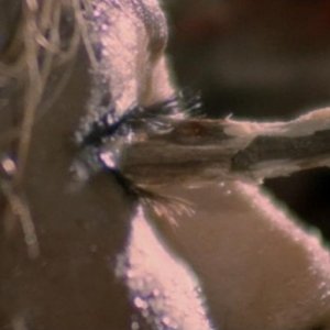 Olga Karlatos in una scena splatter del film Zombi 2
