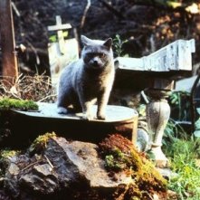 Il gatto Church nel film Cimitero Vivente - Pet Sematary