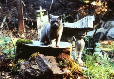 Il gatto Church nel film Cimitero Vivente - Pet Sematary